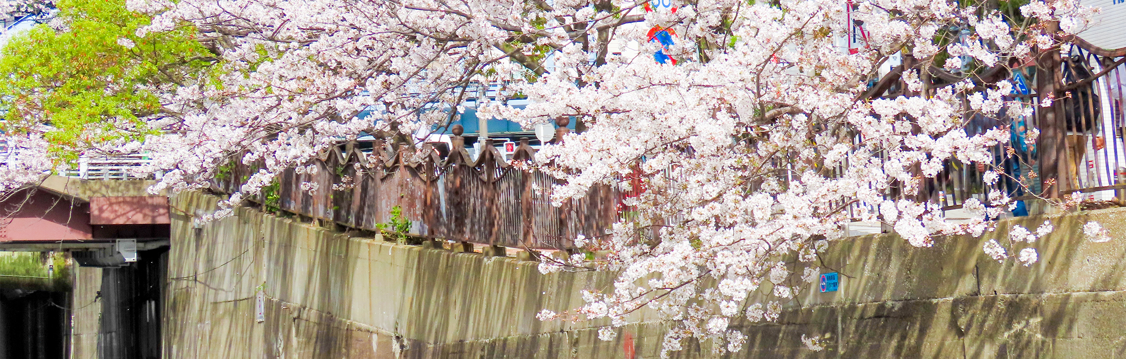 横浜・みなとみらいから大岡川を巡る「お花見クルーズ2026」桜のイメージ